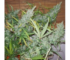 Pineapple Banana Bud Standard - ACE Seeds