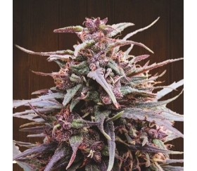 Purple Haze x Malawi Standard - ACE Seeds