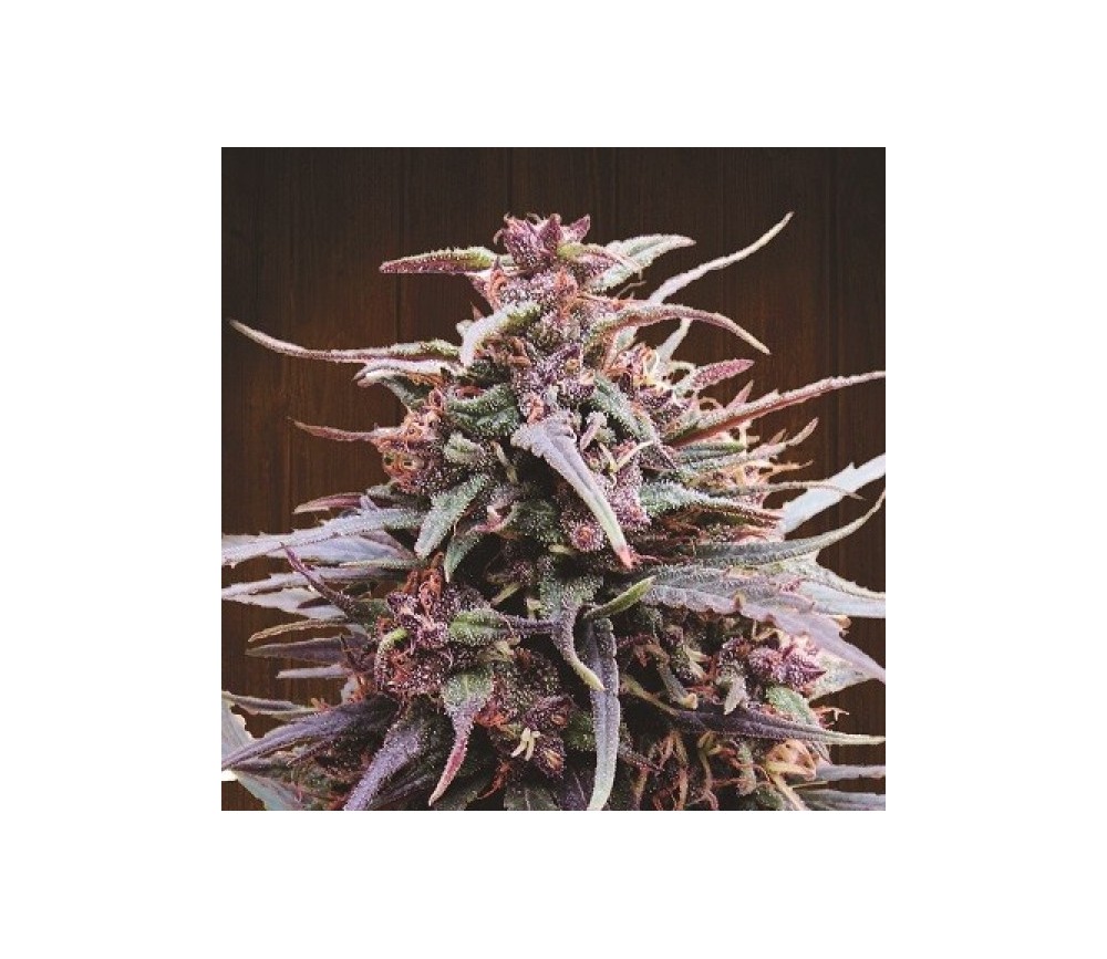 Purple Haze x Malawi Standard - ACE Seeds