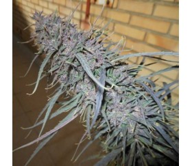 Purple Haze x Malawi Standard - ACE Seeds