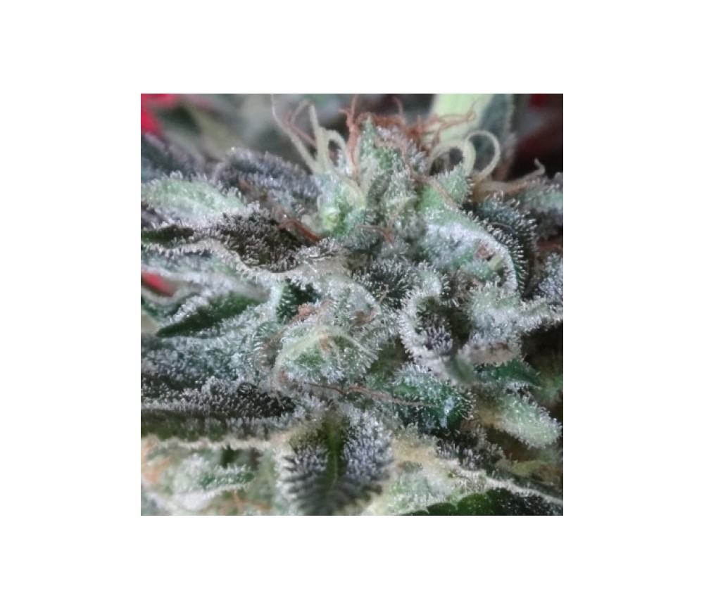 Snow Moon - Ace Seeds