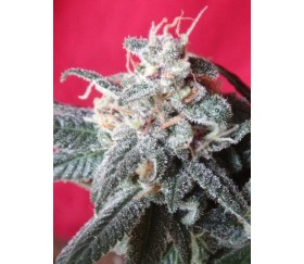 Snow Moon - Ace Seeds