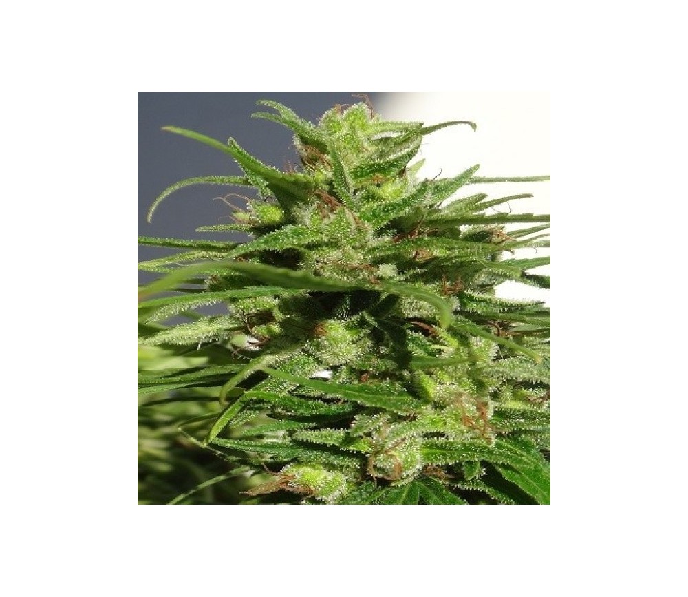 Etíope Standard - ACE Seeds