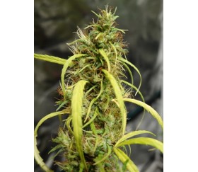 Etíope Standard - ACE Seeds