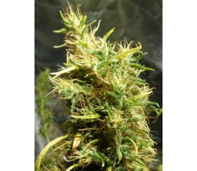 Etíope Standard - ACE Seeds