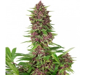 Purple Kush - Buddha Seeds