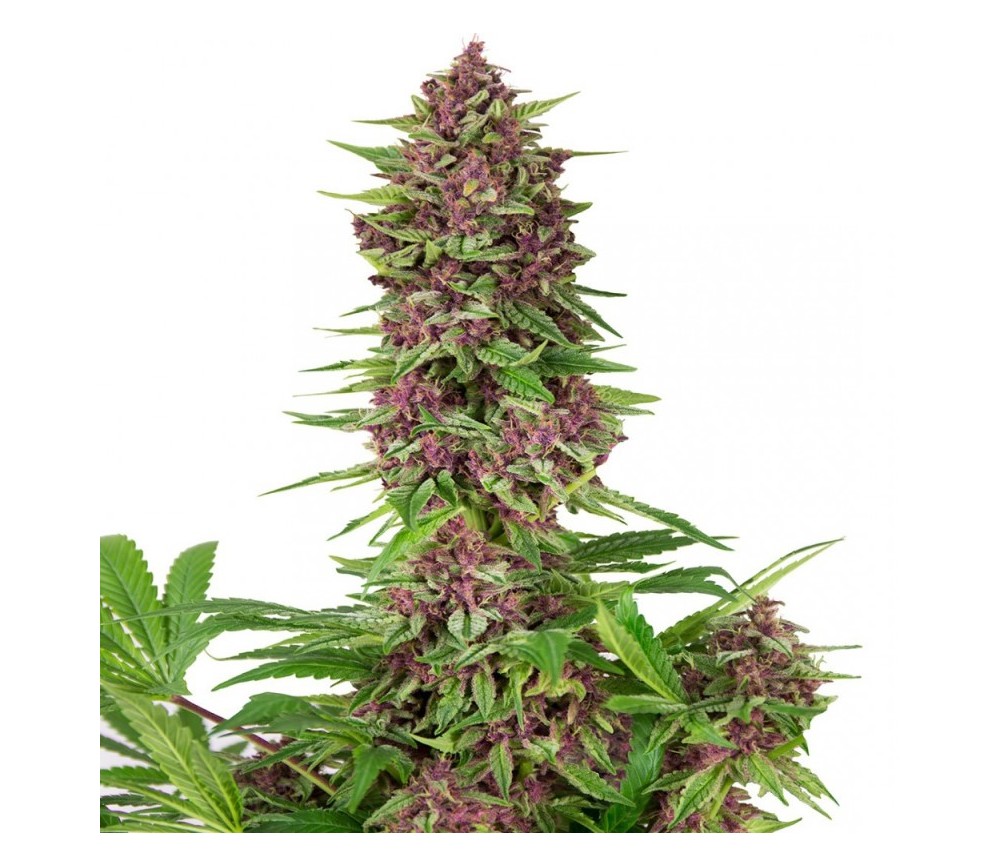Purple Kush - Buddha Seeds