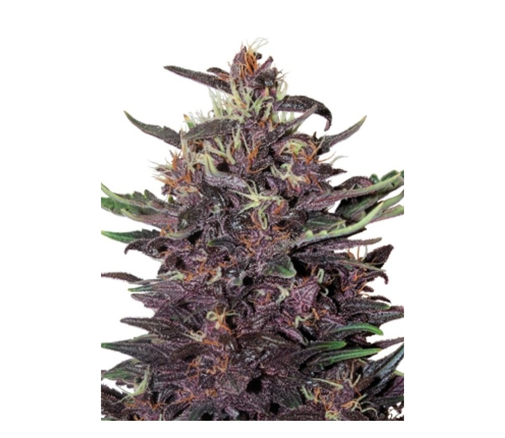 Purple Kush Auto - Buddha Seeds