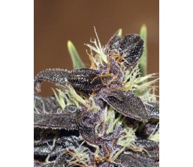 Purple Kush Auto - Buddha Seeds