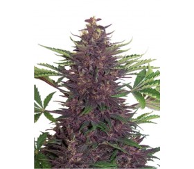 Lila Kush Auto - Buddha Seeds