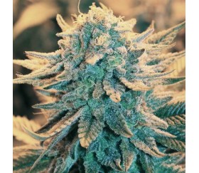 B-52 - Nirvana Seeds