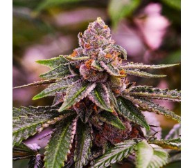 Girl Scout Cookies - Nirvana Seeds