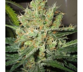 PPP Pure Power Plant Auto - Nirvana Seeds