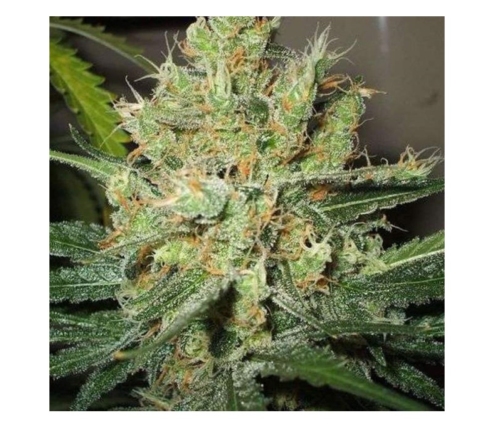 PPP Pure Power Plant Auto - Nirvana Seeds