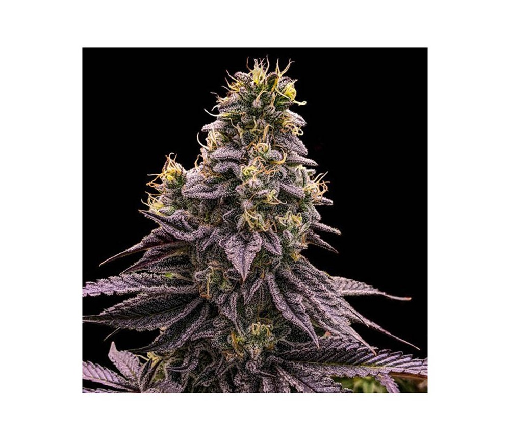 Zombie Bride -  Ripper Seeds