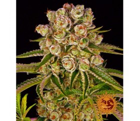 Cómo se clasifican las semillas de cannabis? - Bio Eco Actual