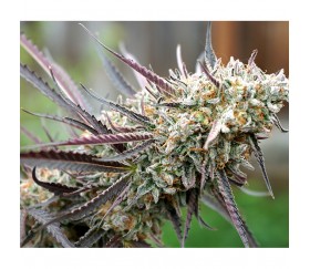 Genetics in promising feminized strain seeds Ice Cream Cake weed