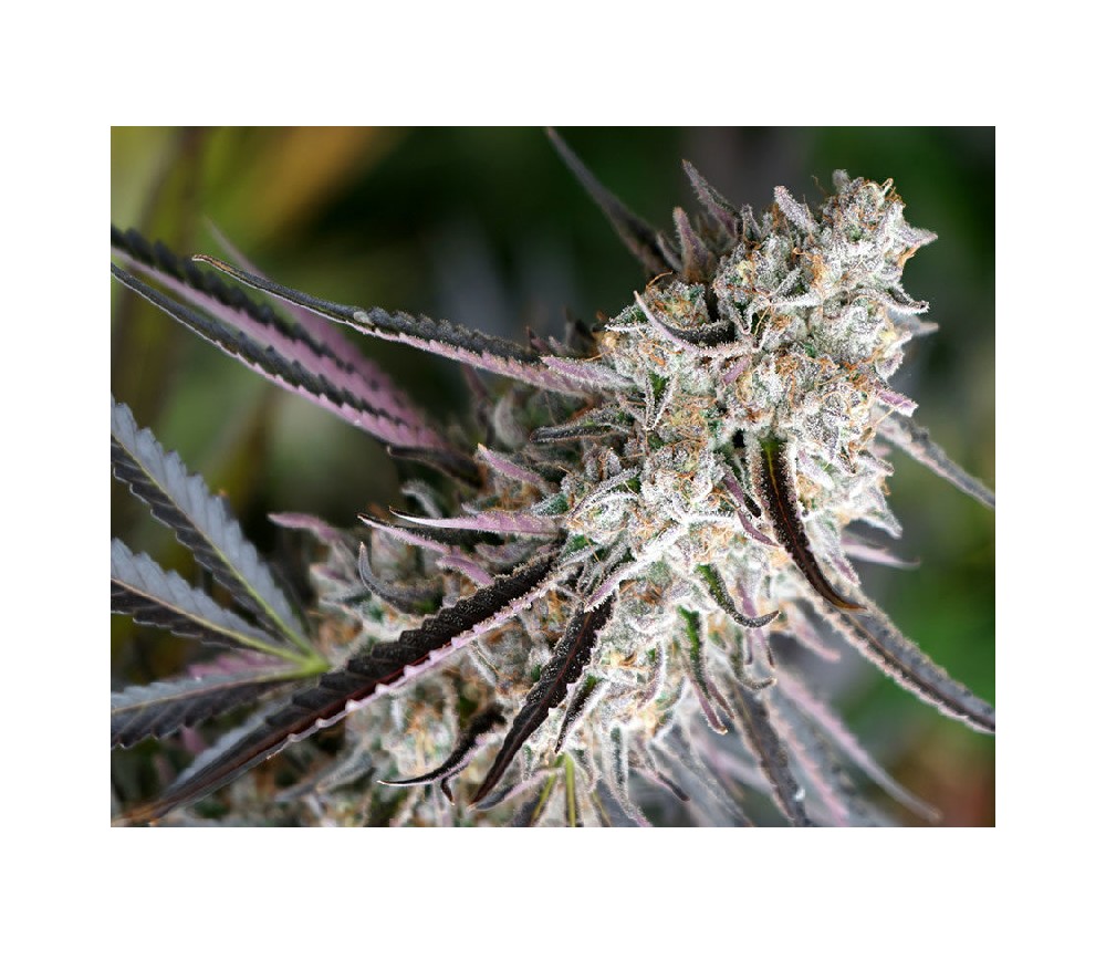 Trusted 420 seed bank to order exciting pot Peanut Butter Breath