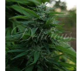 Lord Kush de Delicious Seeds