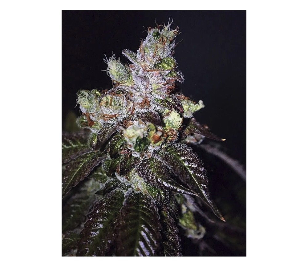 ISLAND PUNCH AUTO