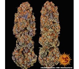 Runtz x Layer Cake Der Bauernhof von Barney