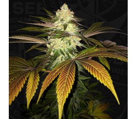 Orangesicle de TH Seeds, la variedad que redescubre el sabor cítrico.