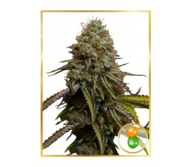 Auto Zkittlez de Mr. Hide Seeds