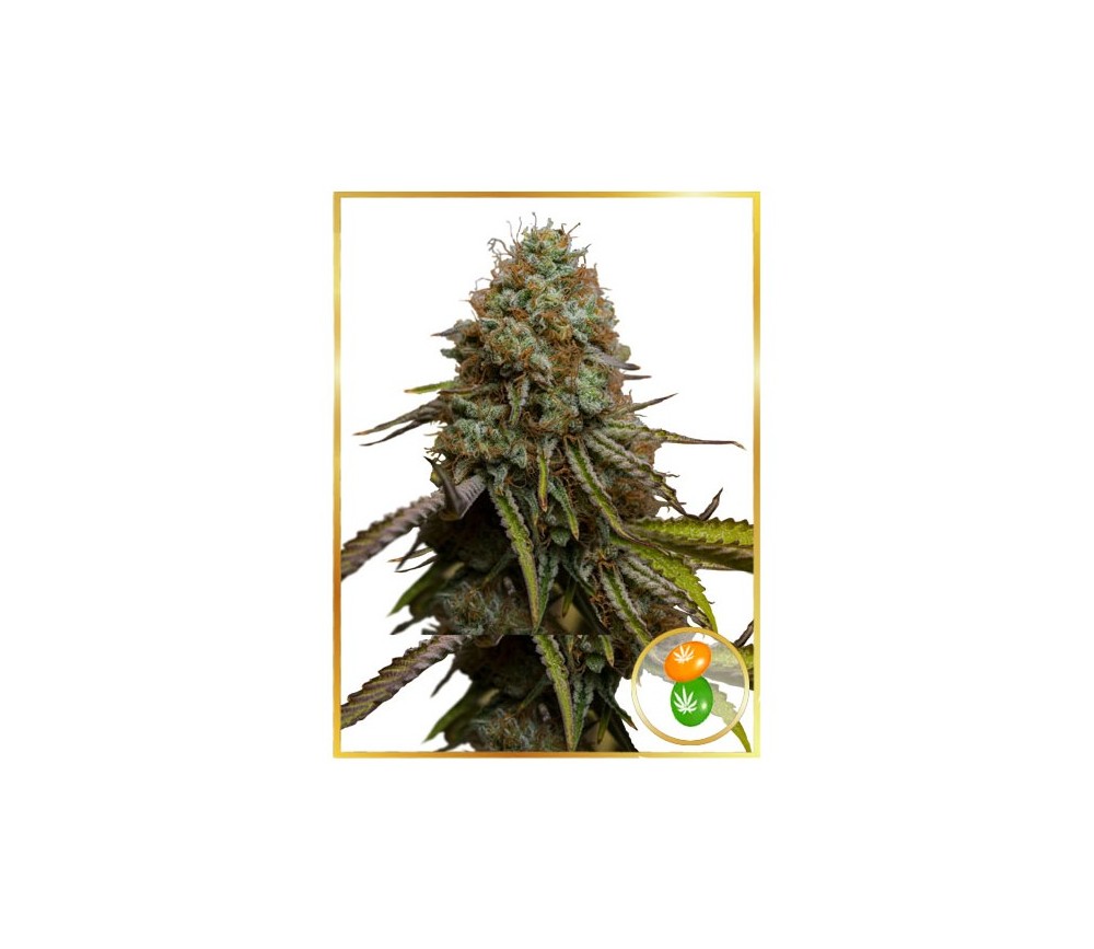 Auto Zkittlez de Mr. Hide Seeds