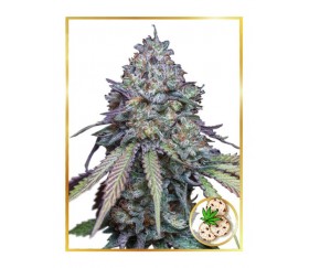 Auto Girl Scout Cookies de Mr. Hide Seeds en el catálogo de La Huerta Grow Shop