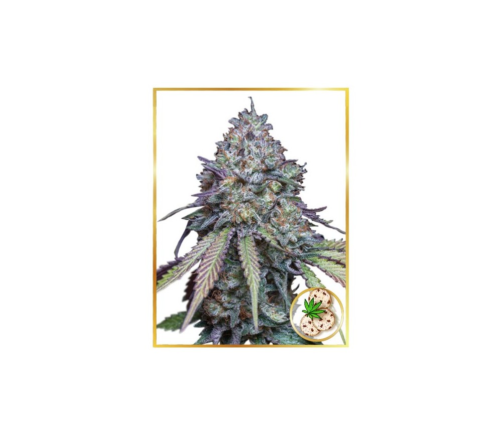 Auto Girl Scout Cookies de Mr. Hide Seeds en el catálogo de La Huerta Grow Shop