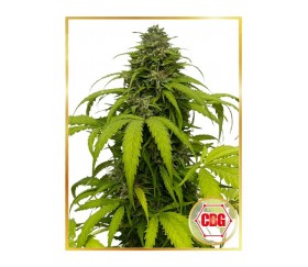 Semillas automáticas de Auto Strong CBG de Mr. Hide Seeds en La Huerta Grow Shop.