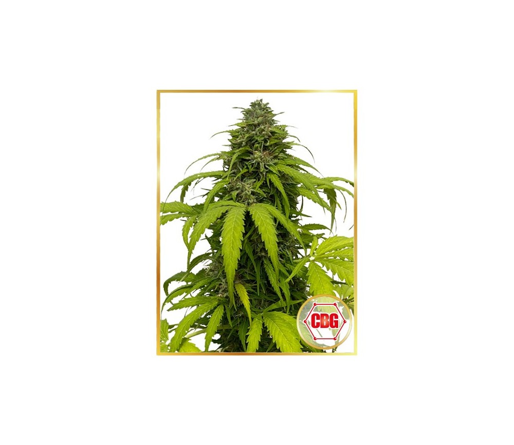 Semillas automáticas de Auto Strong CBG de Mr. Hide Seeds en La Huerta Grow Shop.