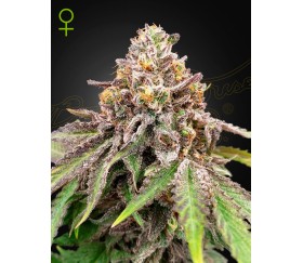 BLUE HAZE X GELATO 41 AUTO VON GREEN HOUSE SEEDS IM KATALOG VON LA HUERTA GROWSHOP.