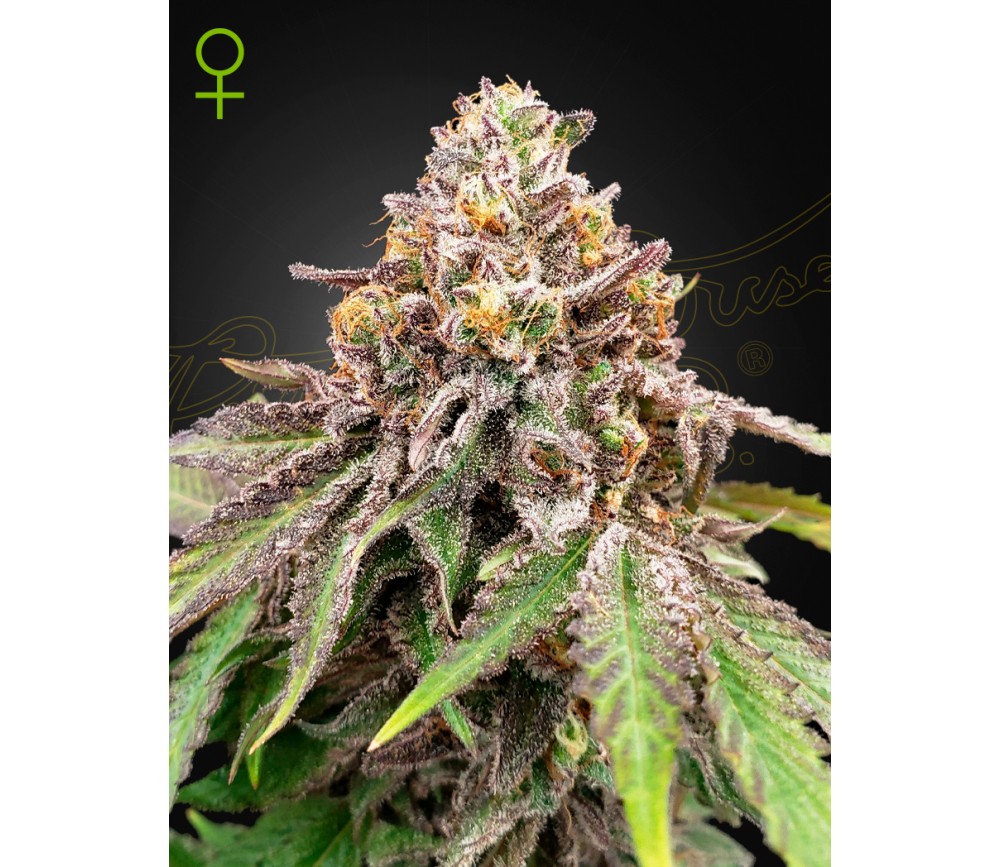 BLUE HAZE X GELATO 41 AUTO BY GREEN HOUSE SEEDS IN THE CATALOGUE OF LA HUERTA GROWSHOP.