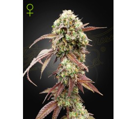 West Coast OG x Gelato 41 de Green House Seeds, dans le catalogue de graines féminisées automatiques de La huerta Grow Shop