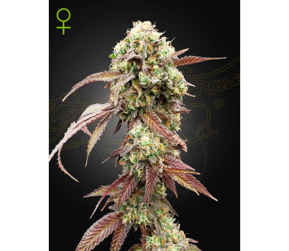 West Coast OG x Gelato 41 by Green House Seeds, in the catalog of feminized automatic seeds from La huerta Grow Shop