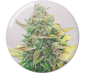 Strawberry Cake CBD de Medical Seeds en el catálogo de La Huerta Growshop