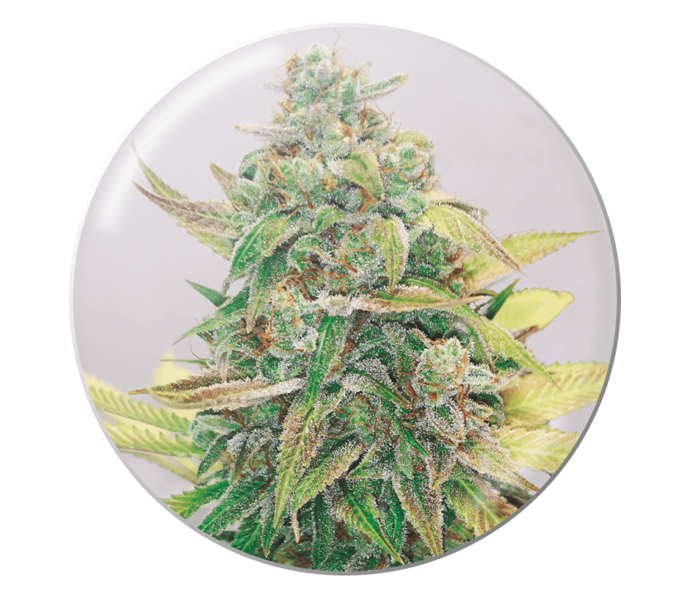 Strawberry Cake CBD de Medical Seeds en el catálogo de La Huerta Growshop