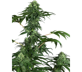 420 Punch by Sensi Seeds in the catalog of La Huerta Growshop