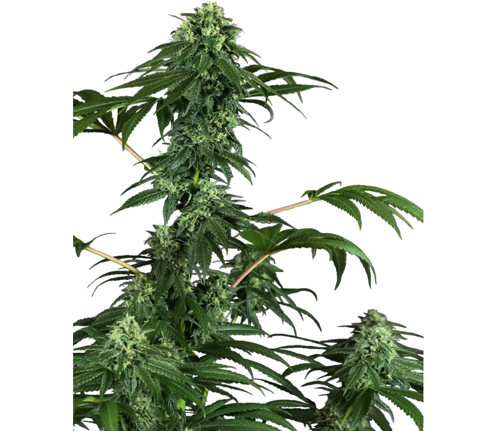 420 Punch by Sensi Seeds in the catalog of La Huerta Growshop