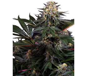 Lockdown Kush de Sensi Seeds dans le Growshop La Huerta