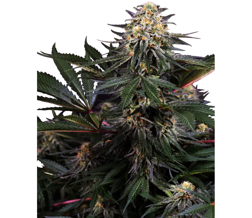 Lockdown Kush de Sensi Seeds dans le Growshop La Huerta