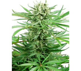 Papi Chulo OG from Sensi Seeds in feminized seeds format from the catalog of La Huerta Growshop.