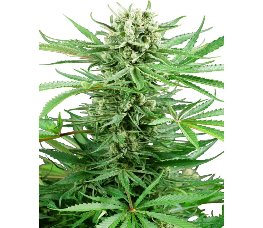 Papi Chulo OG from Sensi Seeds in feminized seeds format from the catalog of La Huerta Growshop.