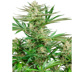 Feminized seeds of Malibu OG Gold of Sensi Seeds in the catalog of La Huerta Growshop