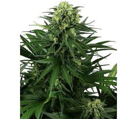 Semillas feminizadas de Honey Melon Kush de Sensi Seeds en La Huerta Grow Shop