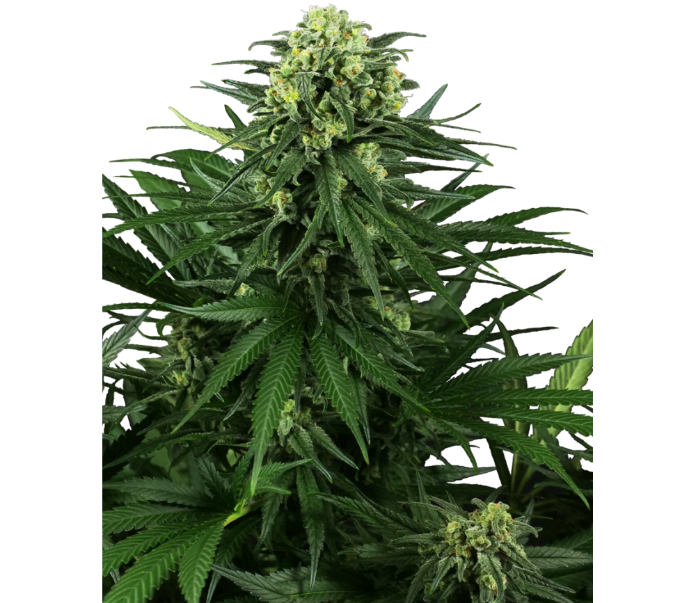 Semillas feminizadas de Honey Melon Kush de Sensi Seeds en La Huerta Grow Shop