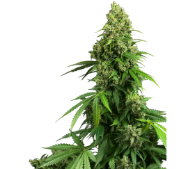 Honey Melon Kush Auto autoflowering seeds by Sensi Seeds in La Huerta Grow Shop