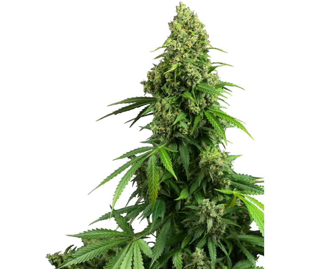 Honey Melon Kush Auto autoflowering Samen von Sensi Seeds im La Huerta Grow Shop