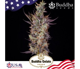 Feminized seeds of Buddha Gelato from Buddha seeds in La Huerta.